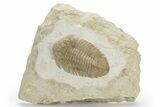 Super Rare Lichid (Metopolichas Huebneri) Trilobite - Russia #228077-5